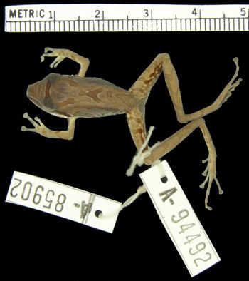 Media type: image; Herpetology A-94492